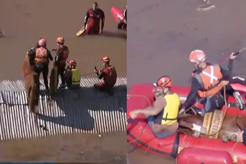 Rescatan a ‘Caramelo’, el caballo atrapado en un techo por inundaciones en Brasil
