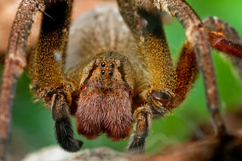 La especie de araña, que una mordida, provoca erecciones de 6 horas