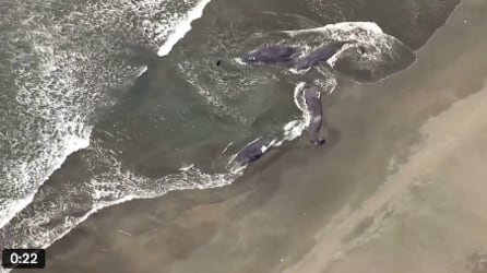Ballenas varadas en Japón antes de terremoto en Rusia.