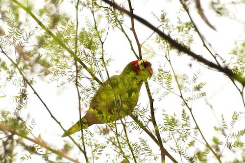 Guayaquil impulsa su turismo ecológico con 300 especies de aves silvestres