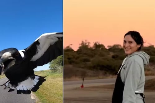 Mujer sufrió múltiples fracturas en la cara y el cuello tras ser atacada por un pájaro