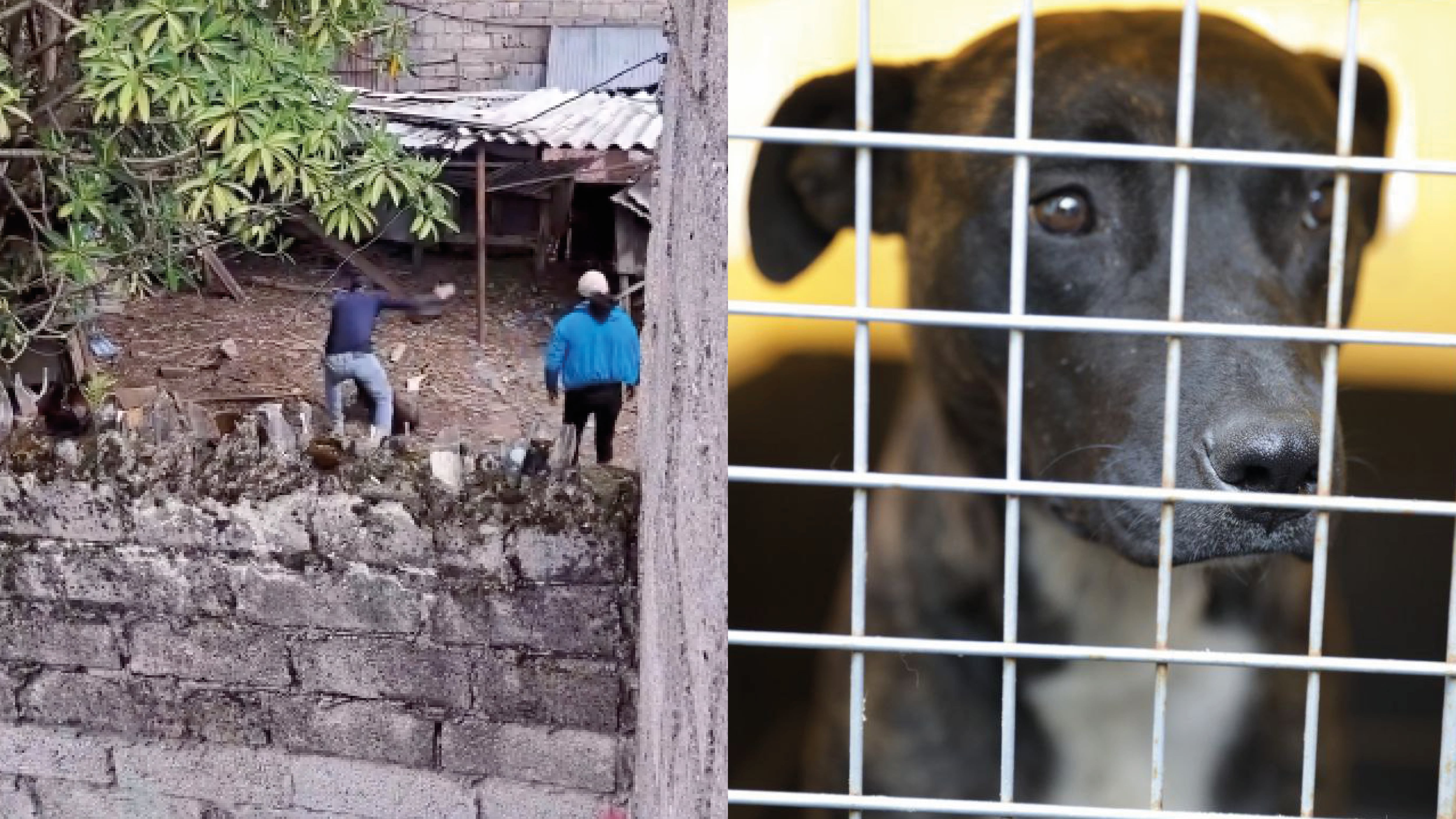 Maltrato animal en Quito: Rescataron a Sargento, perrito que fue brutalmente golpeado en Guamaní