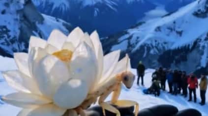 Captan supuesto insecto en los Himalayas.