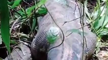 Pitón se comió a mujer