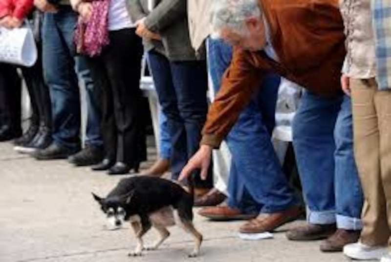 Manuela, la perrita de José “Pepe” Mujica