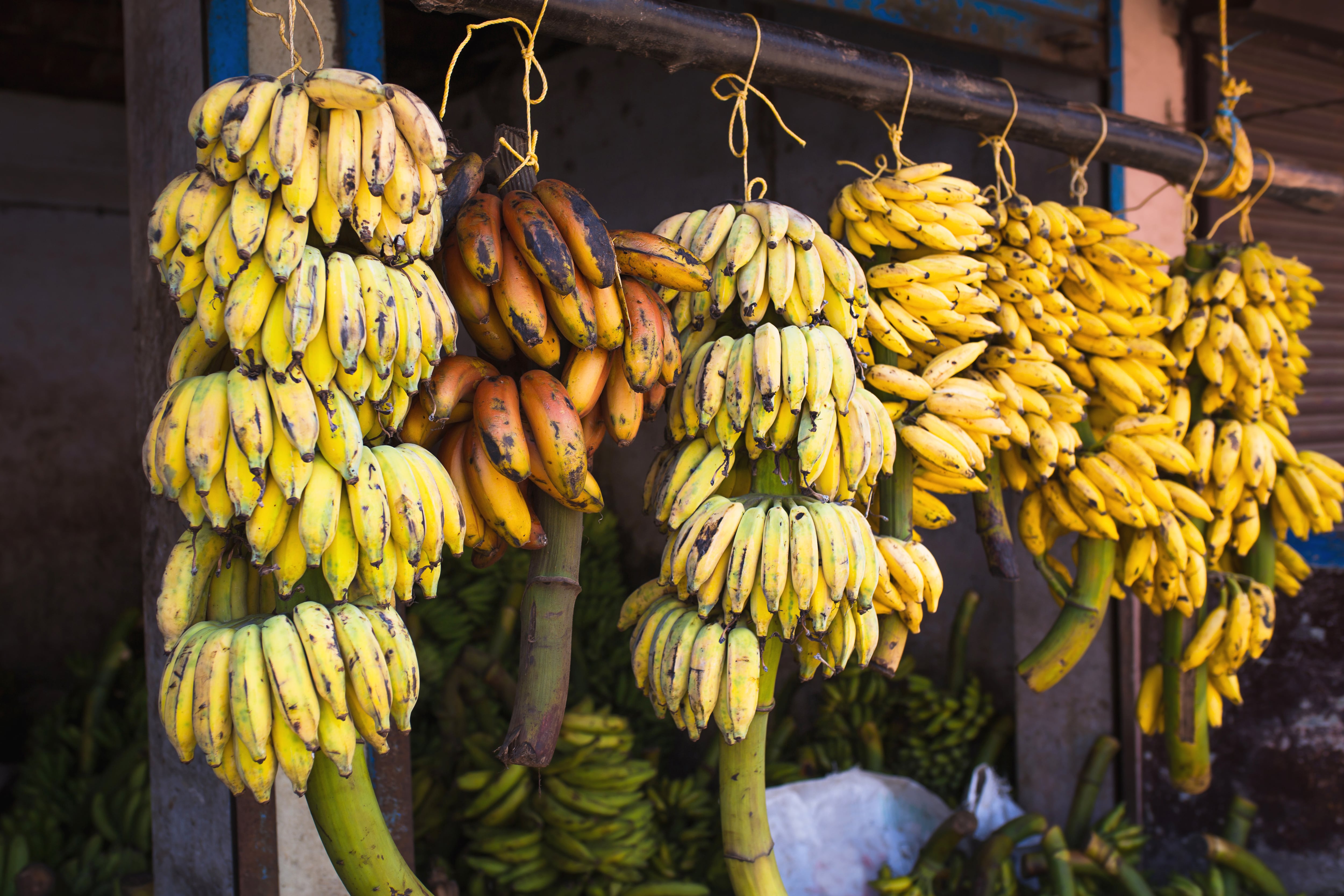 Levantan escudo bananero en Los Ríos: Estrategia fitosanitaria logra contener 3.600 focos de Moko