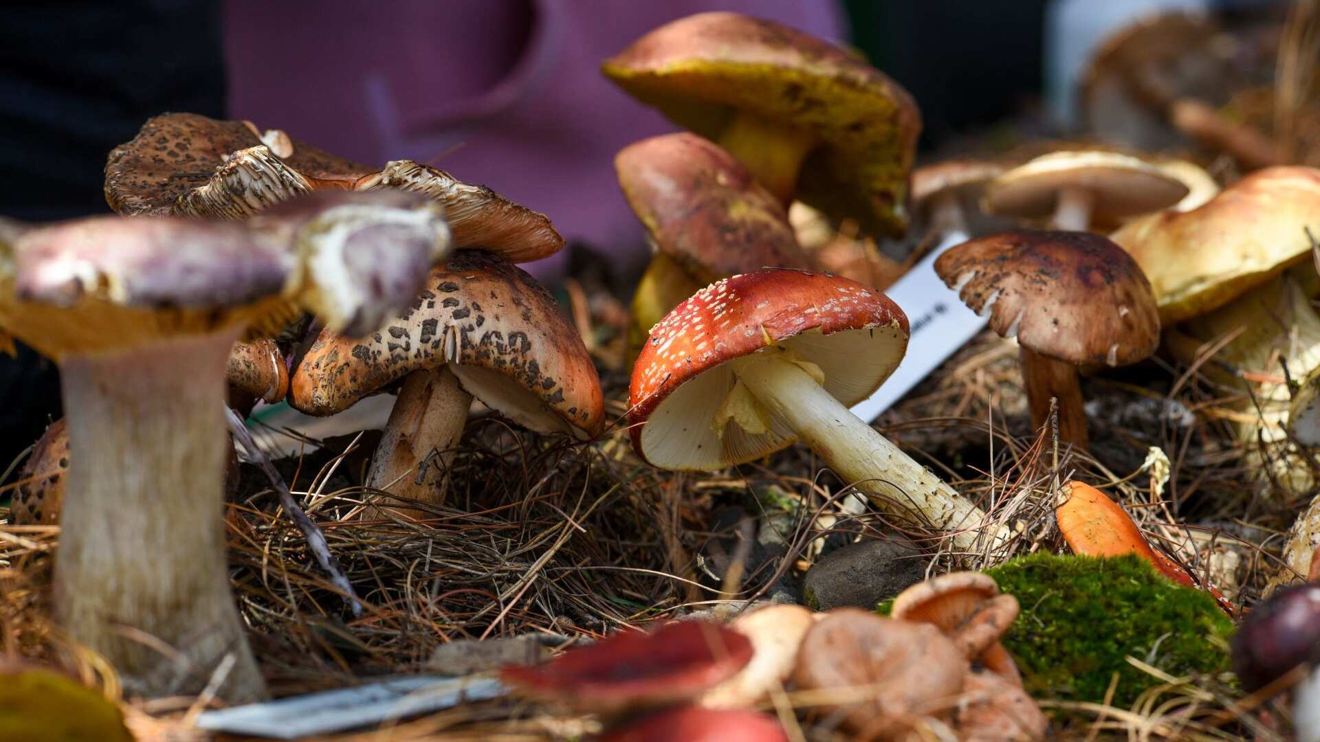 Consumo de hongos alucinógenos aliviaría casos de depresión