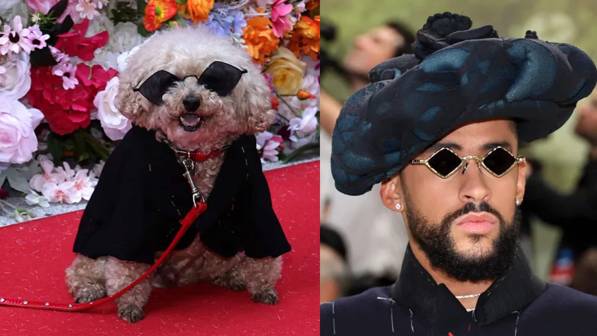 Perrito rinde honor a Bad Bunny en el Pet Gala