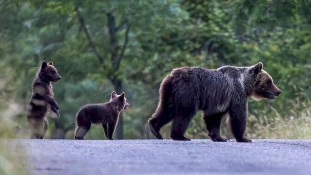 Italia llena de dolor, después de la muerte de Amarena.