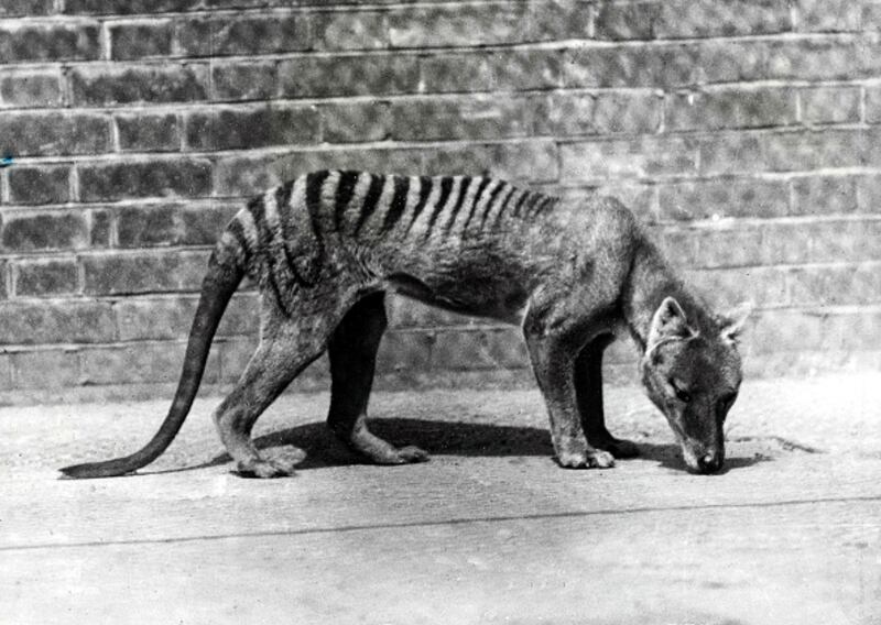 Tigre de Tazmania.