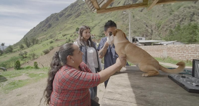 Hachi, el héroe del Puñay recibió ayuda y atención veterinaria