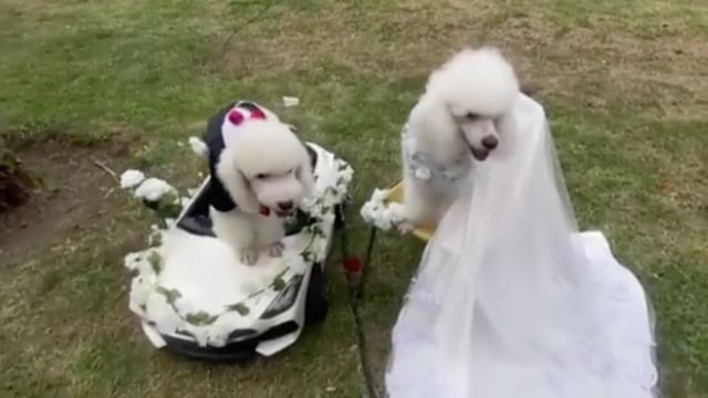 Coco y Dolly, celebran su boda canina
