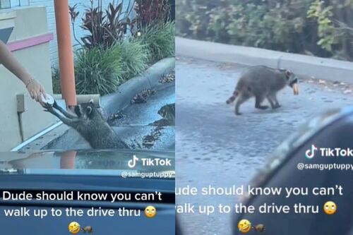 Un cliente inesperado: Mapache se vuelve viral tras pasar por una dona en Dunkin Donuts