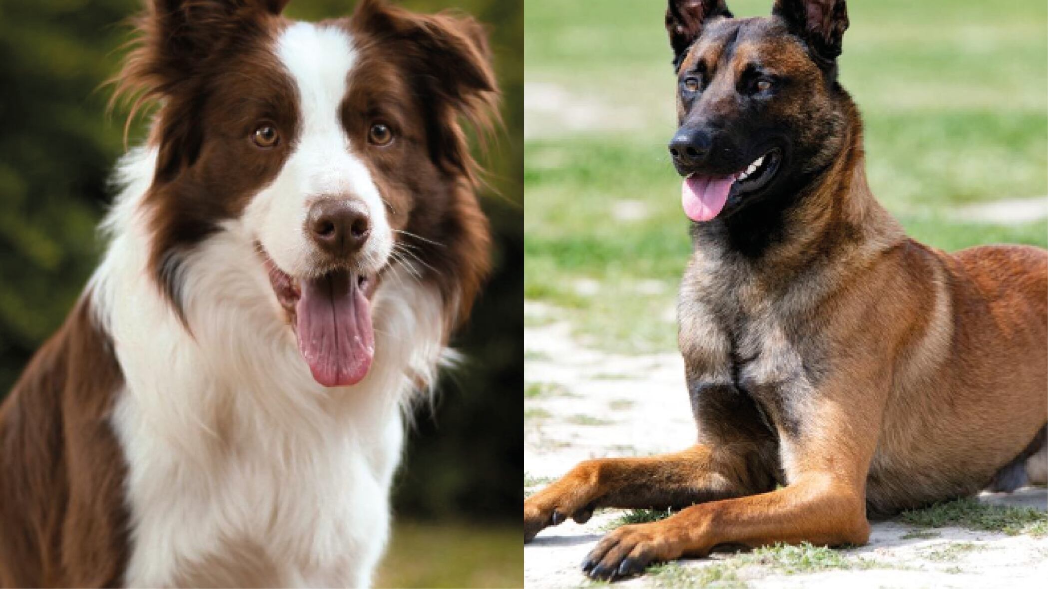 Esta es la raza de perro más inteligente según una reciente investigación