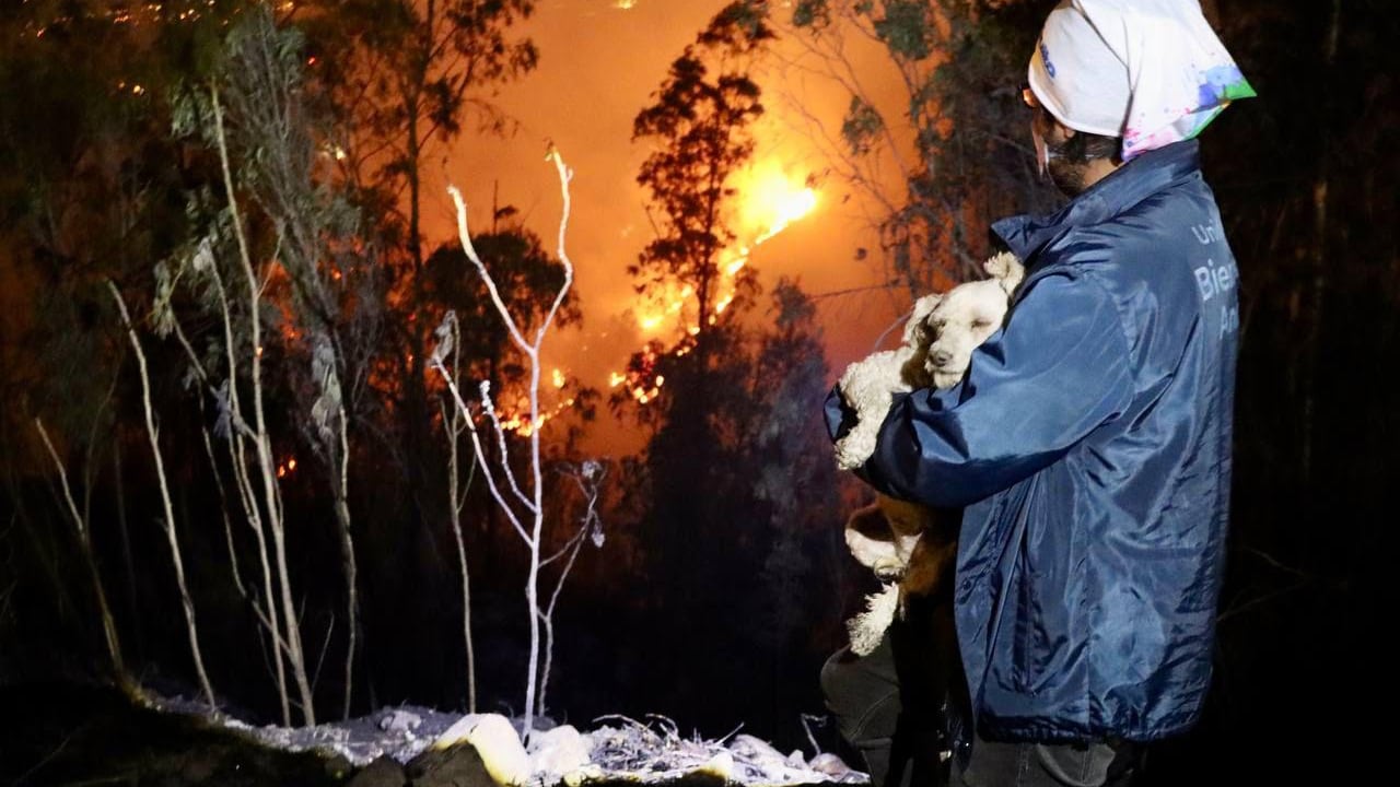 UBA atiende a los animales de compañía y silvestres frente a los incendios forestales que afectan a Quito