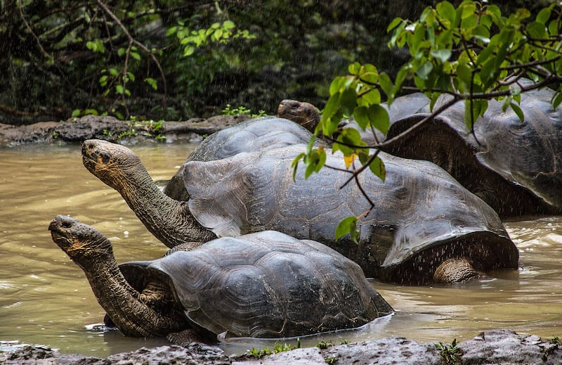 Tortugas gigantes Galápagos