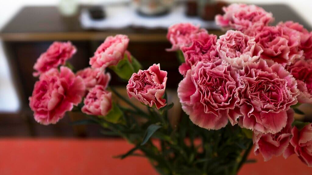 Feng Shui: la flor que todos deben tener en Semana Santa para atraer las buenas energías a tu hogar