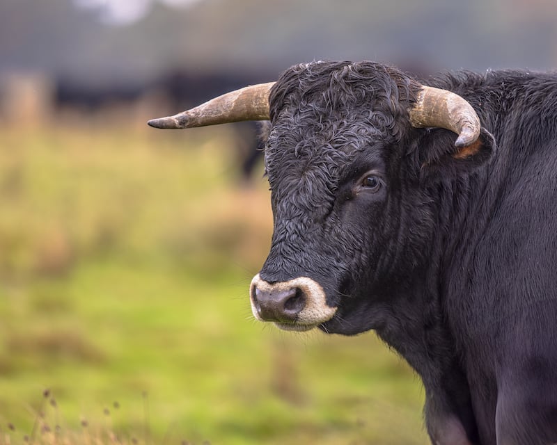 Toro suelto en Pedro Escobedo