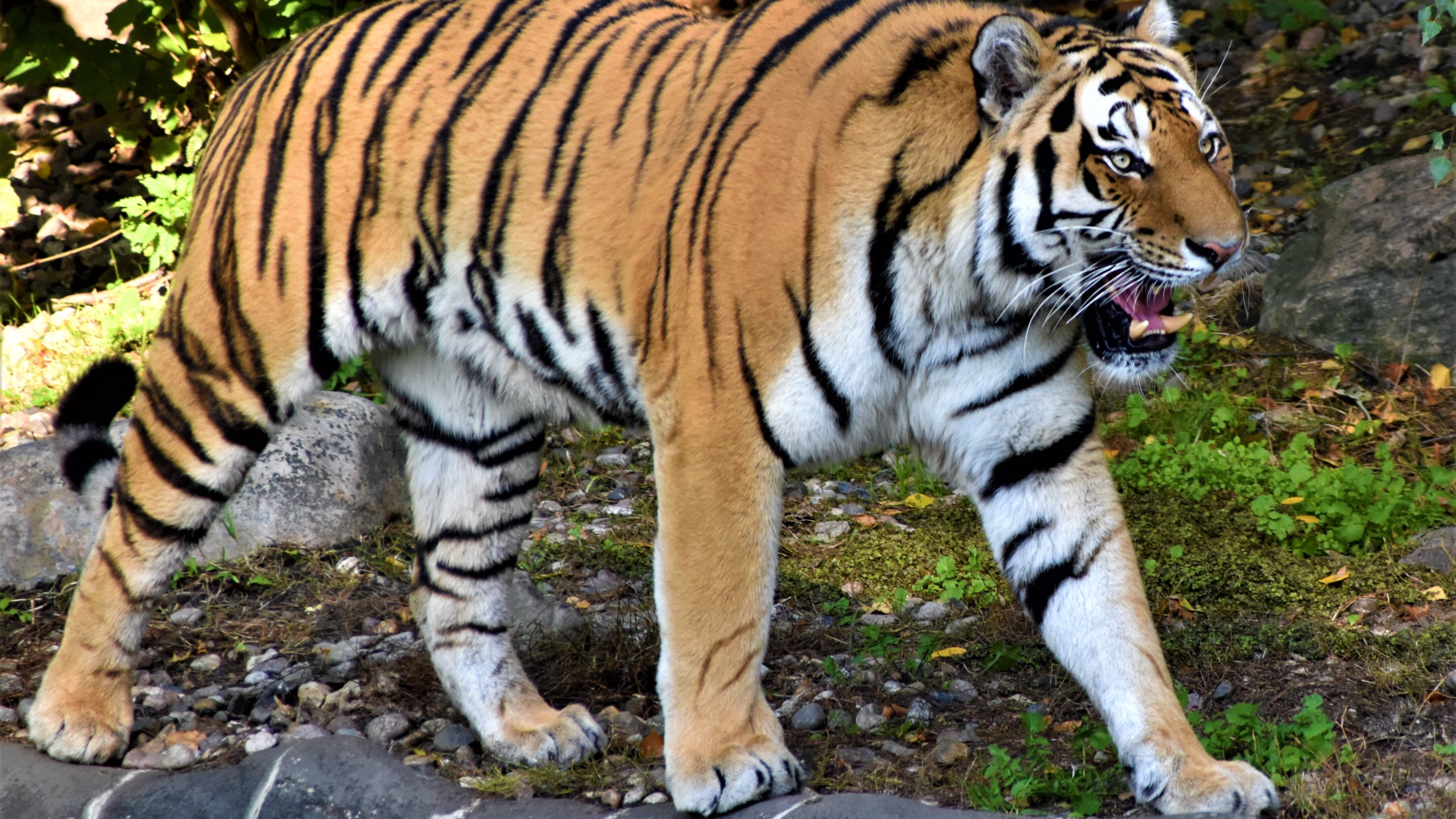 Tigre devorando a una mujer en china