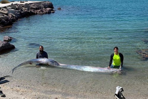Peces remo nadando en Japón tienen raros comportamientos y las teorías abundan en internet