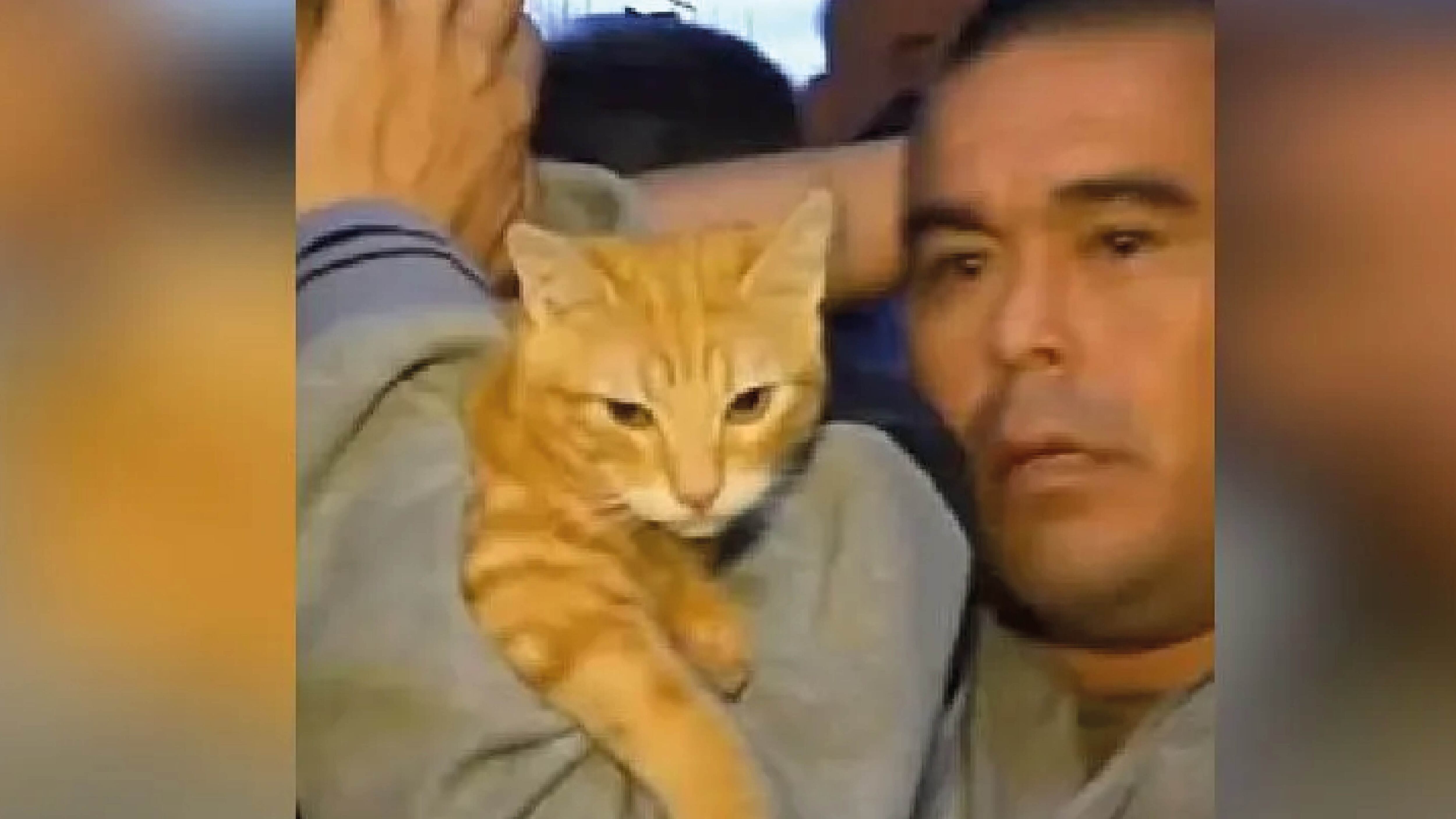 Encontraron un gatito durante una requisa en una cárcel de Perú