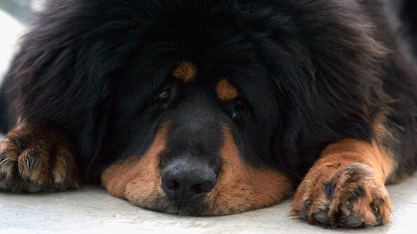 I Show Speed intentó intimidar a uno de los perros más fuertes del planeta