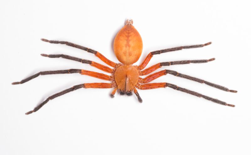 Descubren en zona protegida de la selva amazónica de Ecuador a la araña cangrejo gigante