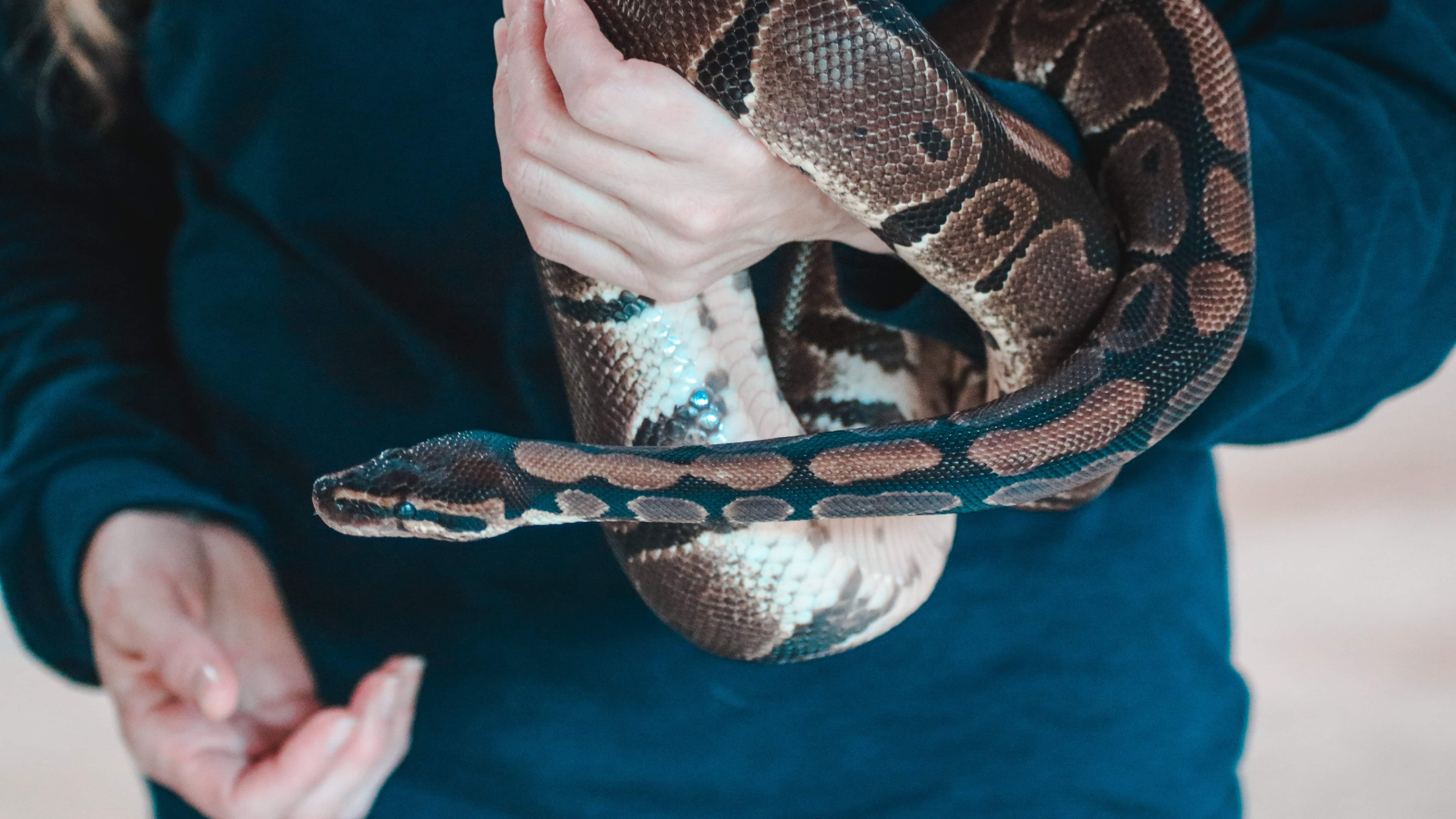 Hombre mordió a una serpiente pitón hasta matarla para sobrevivir y evitar ser atacado.