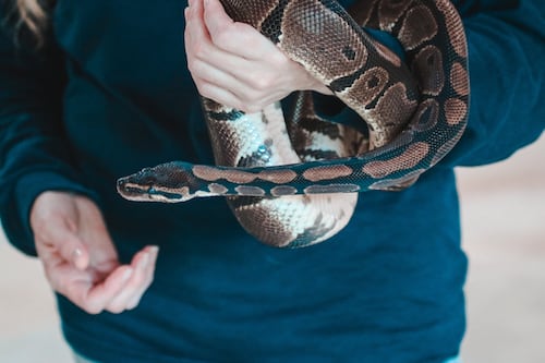 Hombre fue atacado por una serpiente pitón y la mordió hasta matarla para sobrevivir