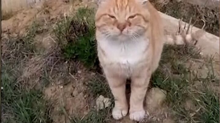 Hachiko la gatita rusa que vive en la tumba de su dueño