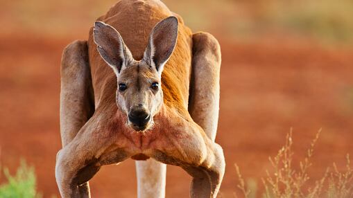 Canguro gigante captado en Australia.