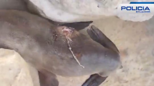 Así fue el rescate de un lobo marino herido en la playa de Canoa, Manabí - Fuente: Policía Nacional