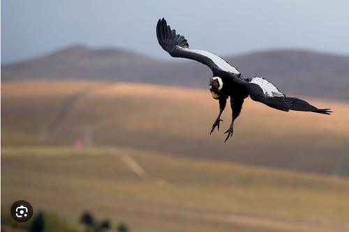 El Mundial 2026 también se juega con animales: las aves dominan entre los símbolos de las selecciones