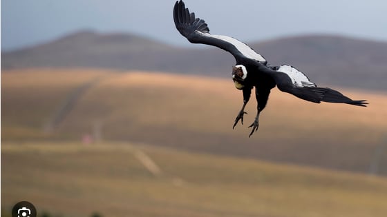 El cóndor, el ave símbolo de nuestro país.