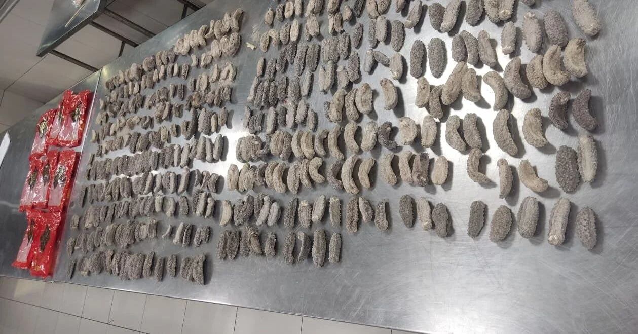 Detienen a ciudadana china con 658 pepinos de mar en el aeropuerto de Guayaquil