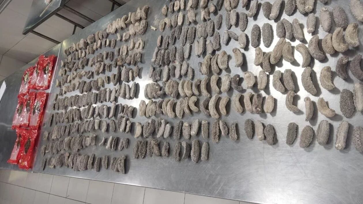 La extranjera intentaba abordar un vuelo cuando fue interceptada. Tres ecuatorianos también fueron vinculados a la investigación por tráfico de especies protegidas.