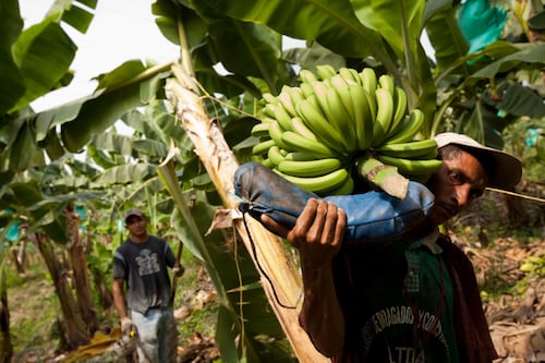 Innovación en nutrición foliar incrementó más de un 30% la productividad en banano