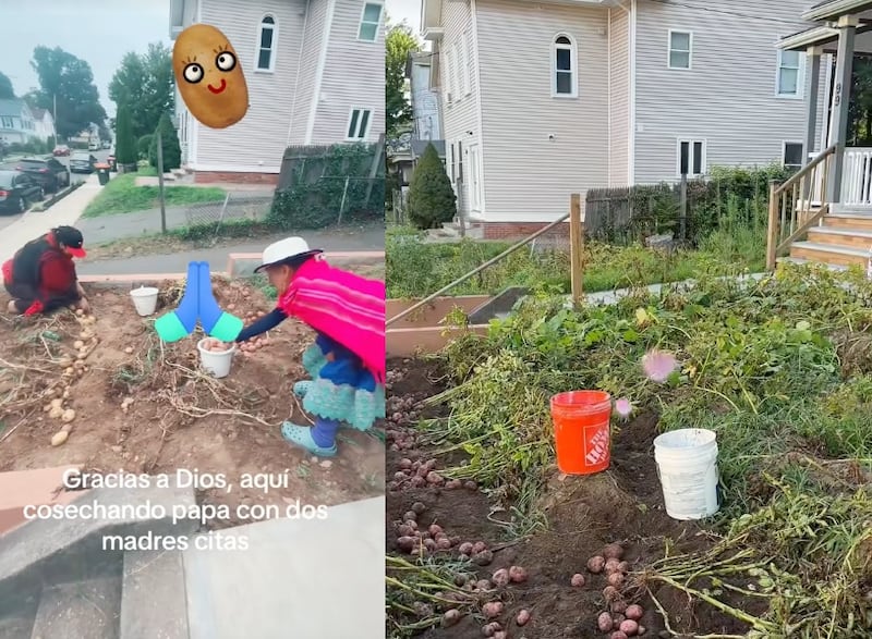 Siembra de papas en Estados Unidos.