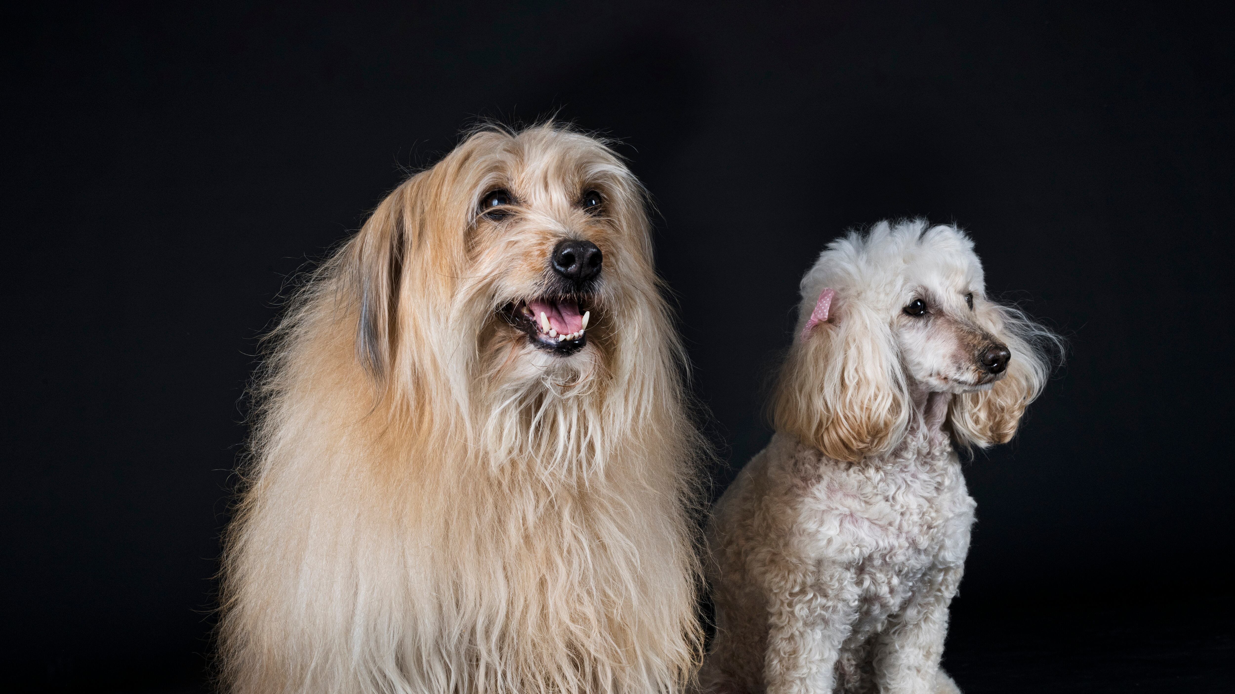 Razas de perros que no pueden vivir en departamentos