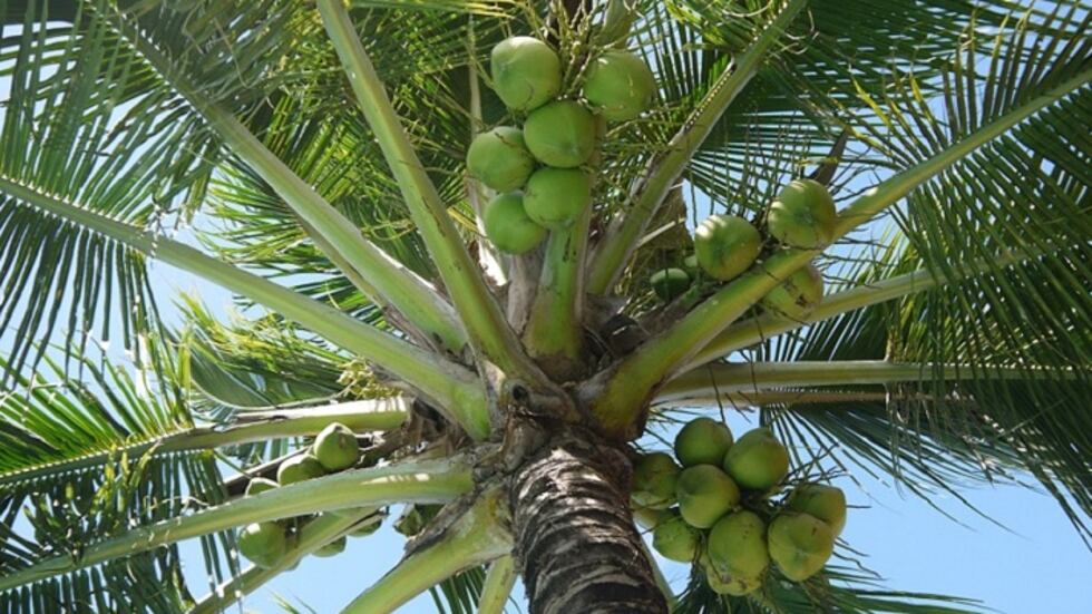 Palmera con cocos- Imagen de referencia.
