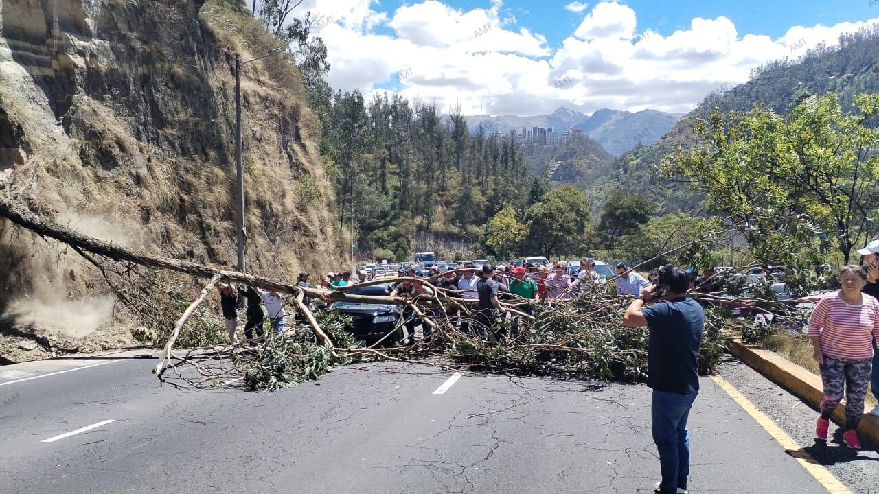 Árbol cayó sobre un vehículo en la Simón Bolívar