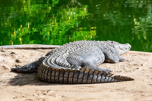 Niño de 3 años que cayó a un recinto de cocodrilos en un zoológico de Inglaterra