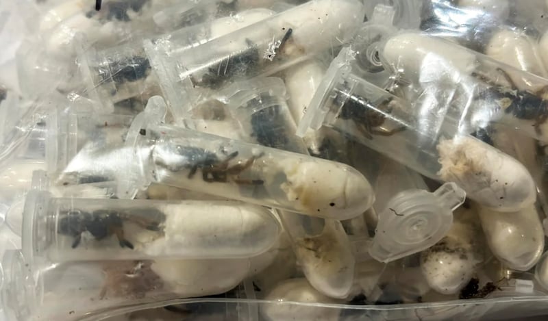 Los arácnidos eran transportados en condiciones precarias dentro de pequeños envases de plástico. Muchas no sobrevivieron al viaje.