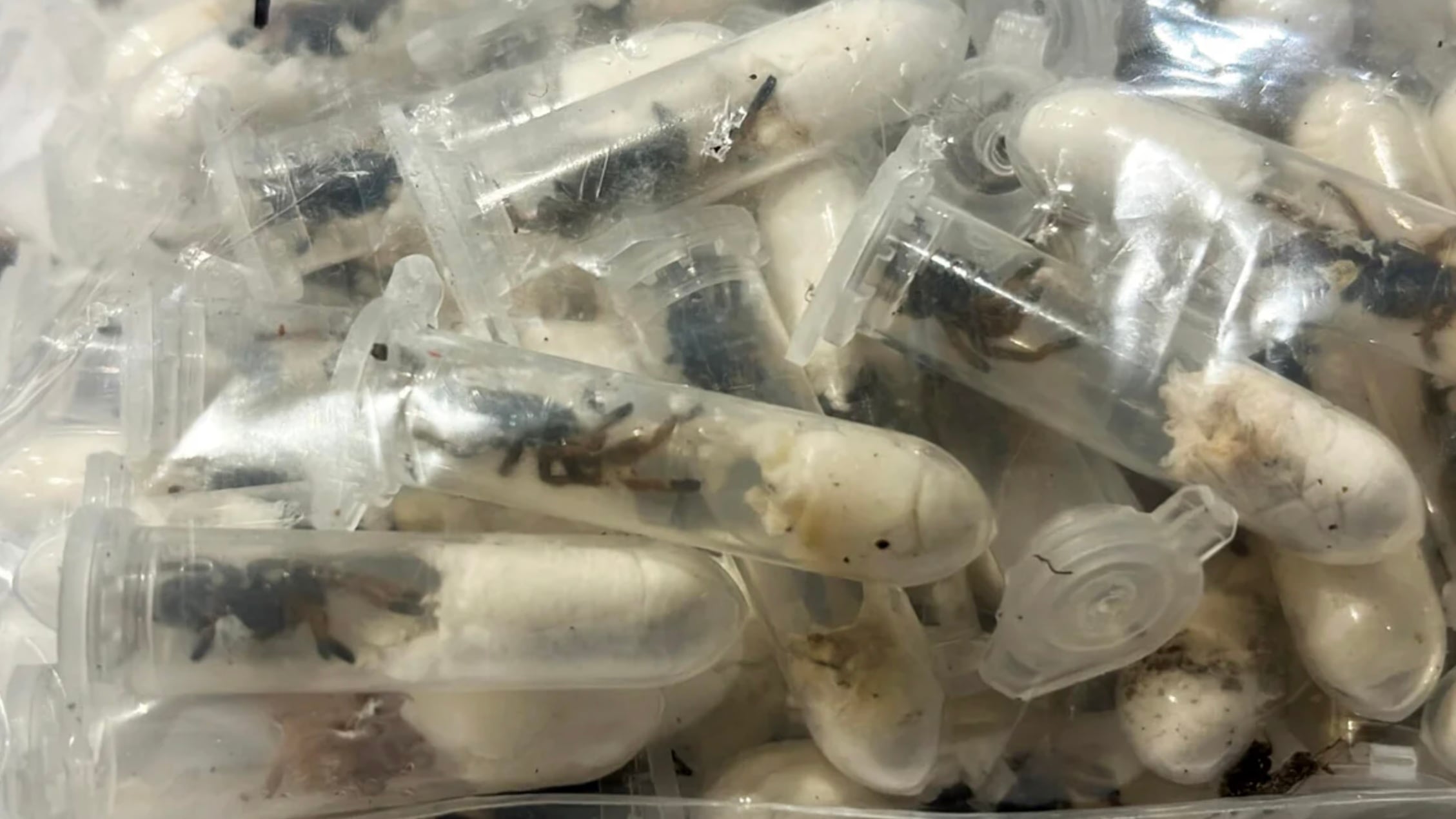 Los arácnidos eran transportados en condiciones precarias dentro de pequeños envases de plástico. Muchas no sobrevivieron al viaje.