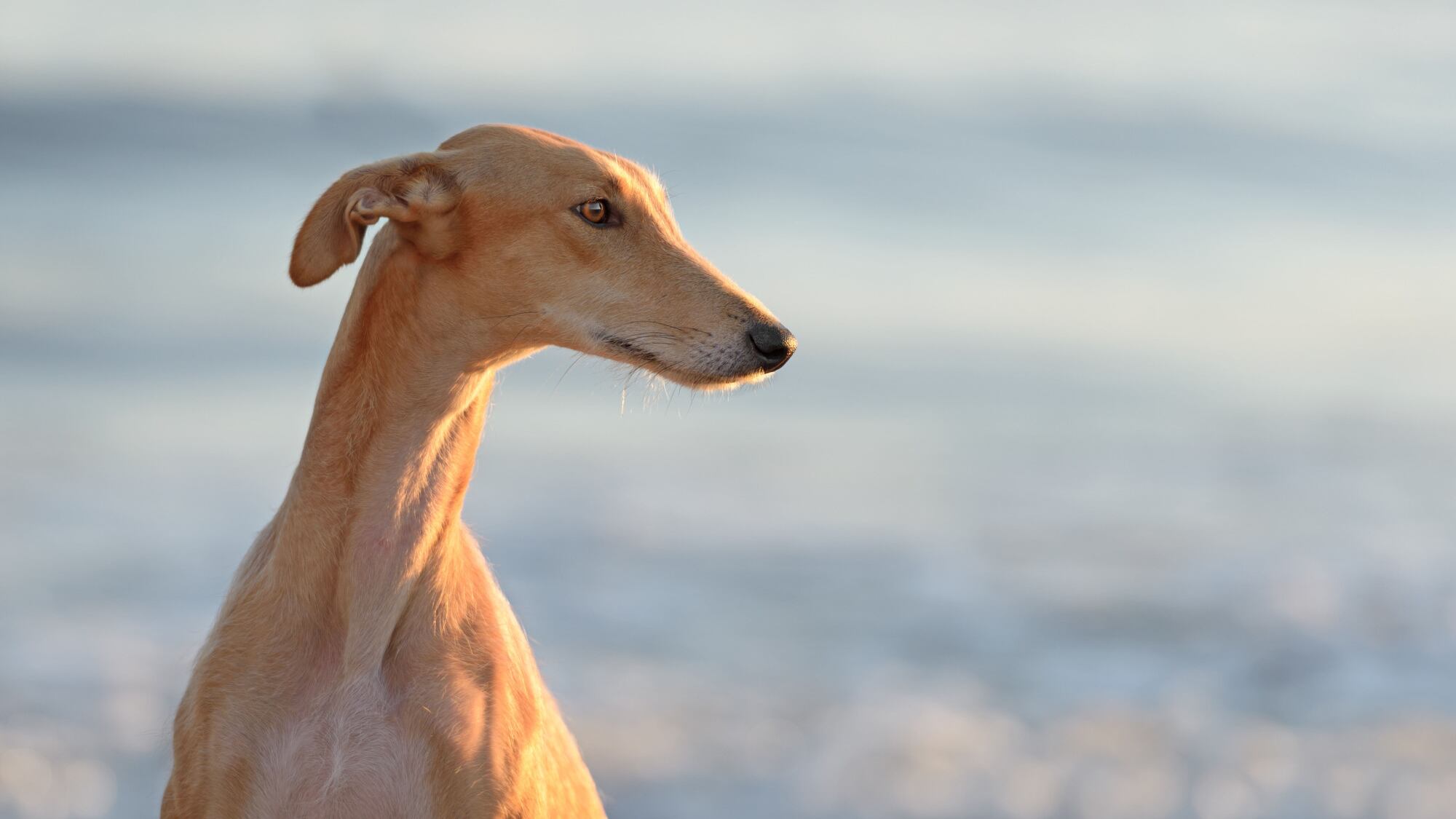 Mascotas se pueden contagiar de viruela del mono