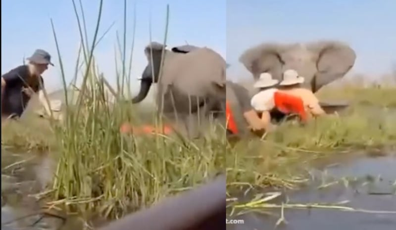 Momento de terror en Botsuana: un elefante volcó canoas durante un safari, poniendo en riesgo a turistas británicos y estadounidenses.