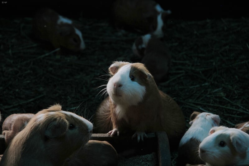 En Cuenca se aplican controles en mercados y ferias tras la suspensión de venta de cuyes por alerta sanitaria