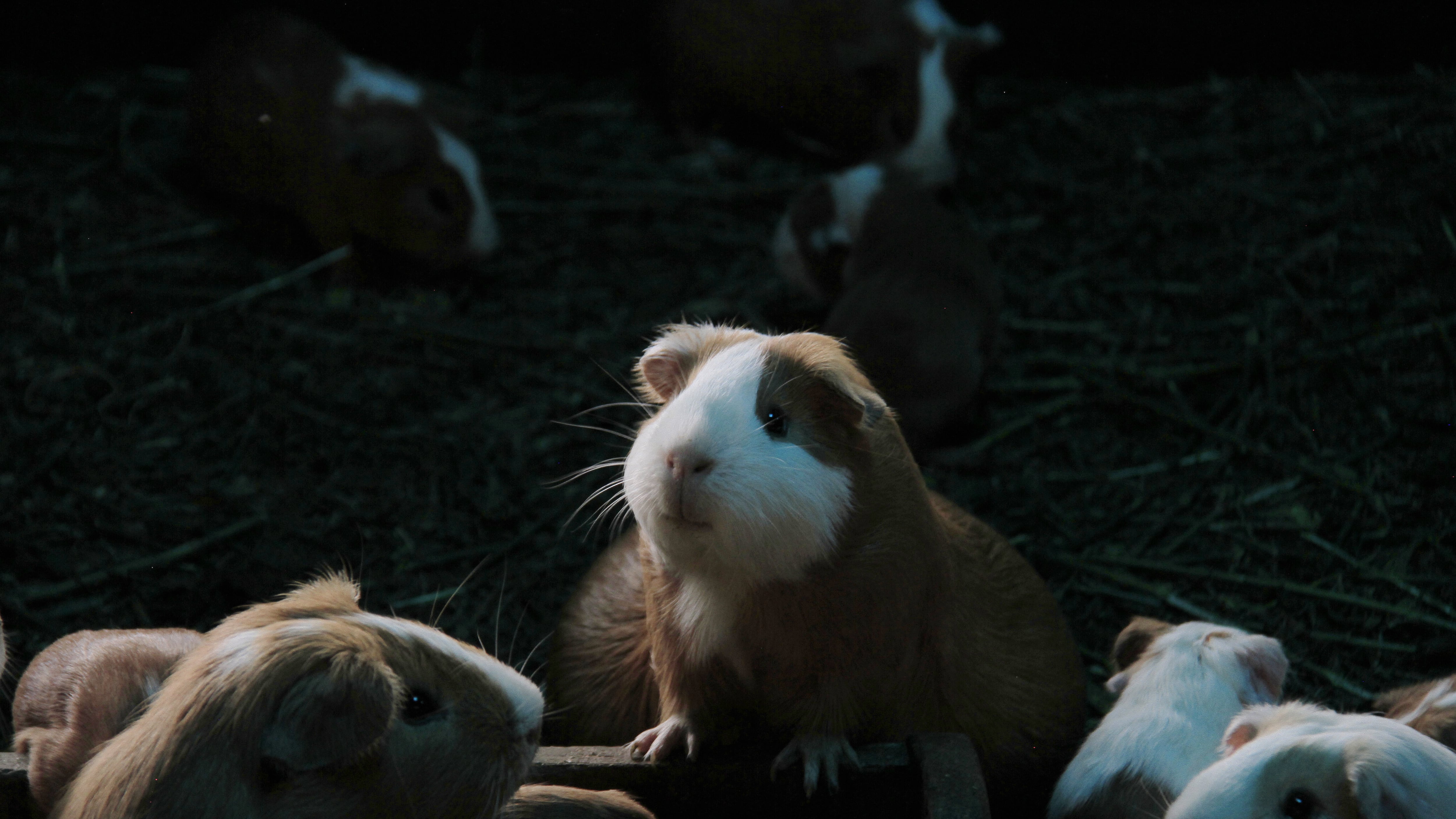 En Cuenca se aplican controles en mercados y ferias tras la suspensión de venta de cuyes por alerta sanitaria