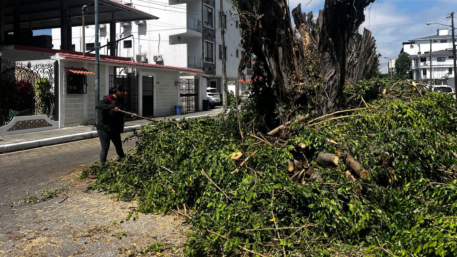 Ecocidio en Las Garzas: miles de aves se quedaron sin su hogar