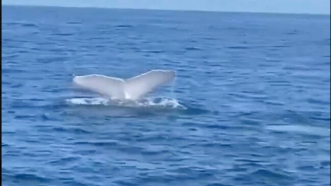 Ballena blanca vista por primera vez en Ecuador